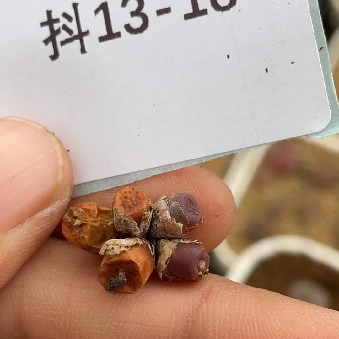 13-18猪皮多肉植物