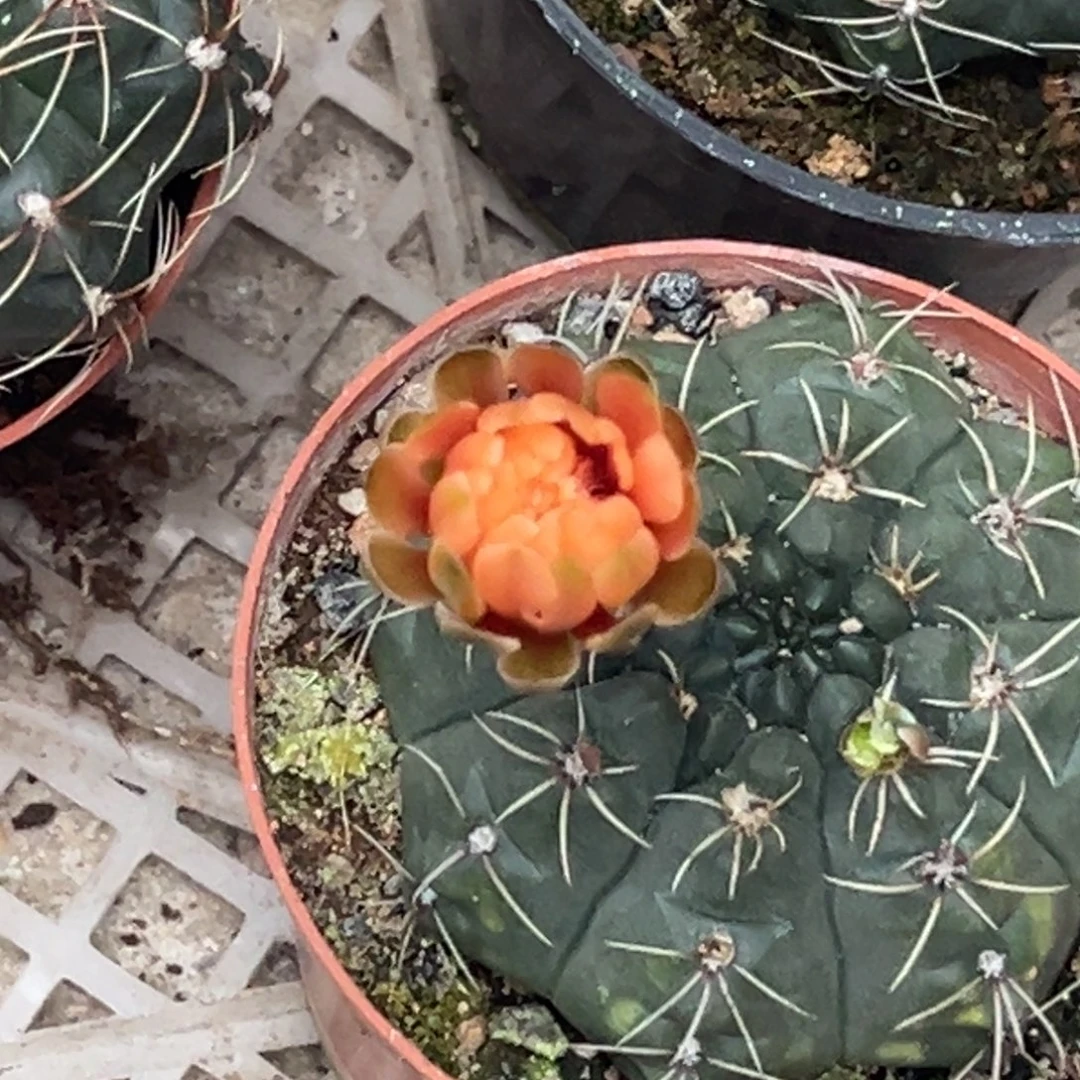 华***红实生绯花玉仙人球1