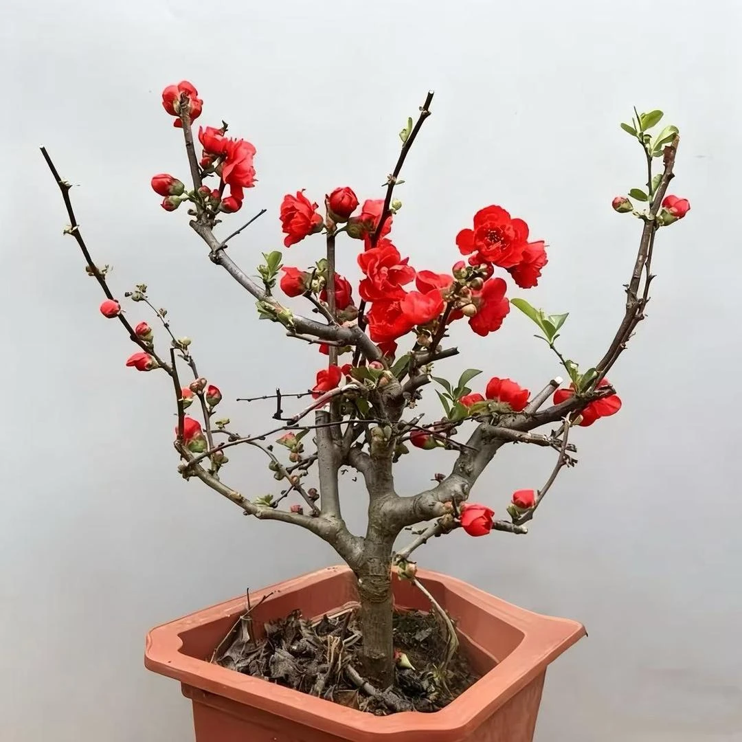 【老桩海棠】四季海棠花树苗盆栽地盆景耐寒植物庭院四季开花不断