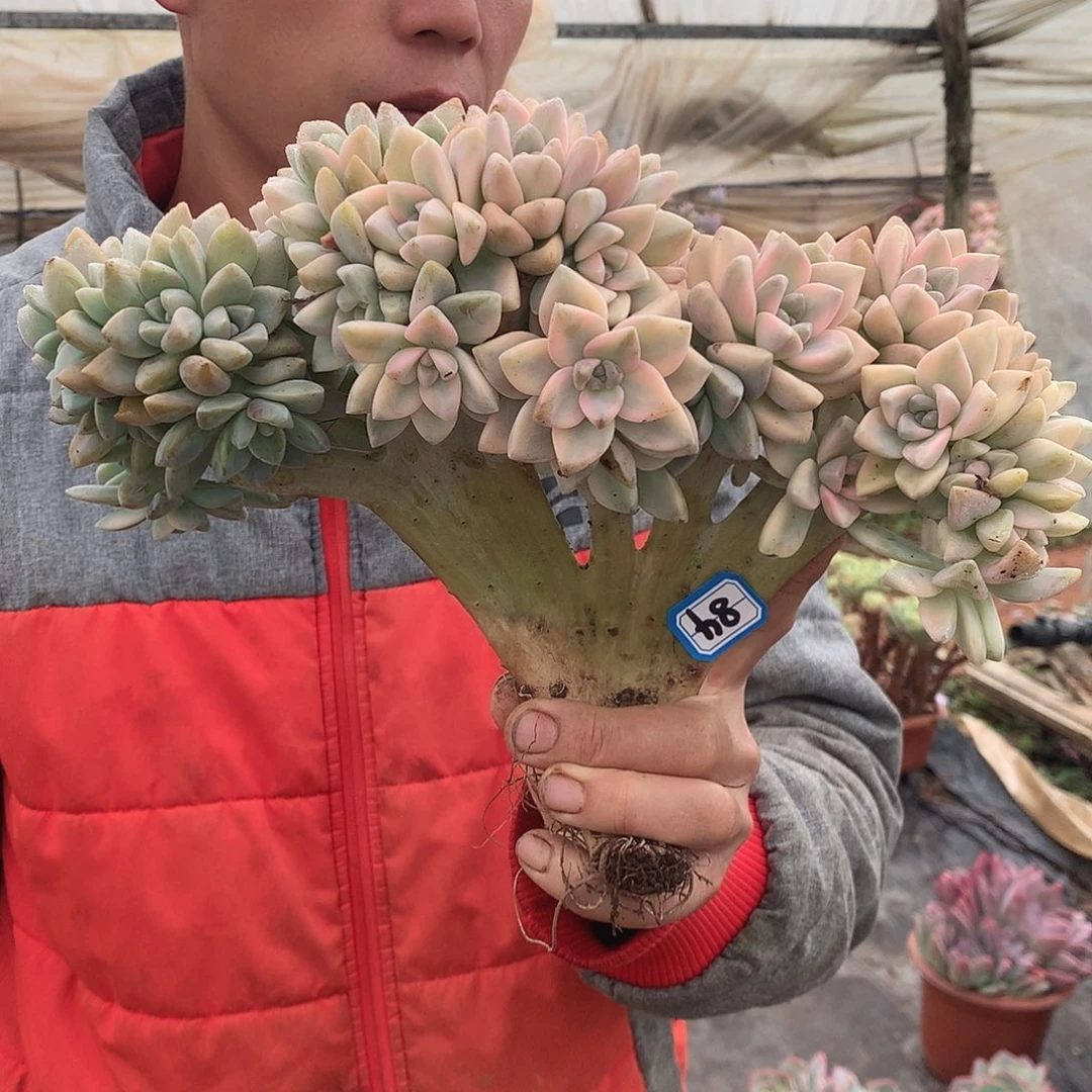 84淡雪锦缀 一物一拍多肉