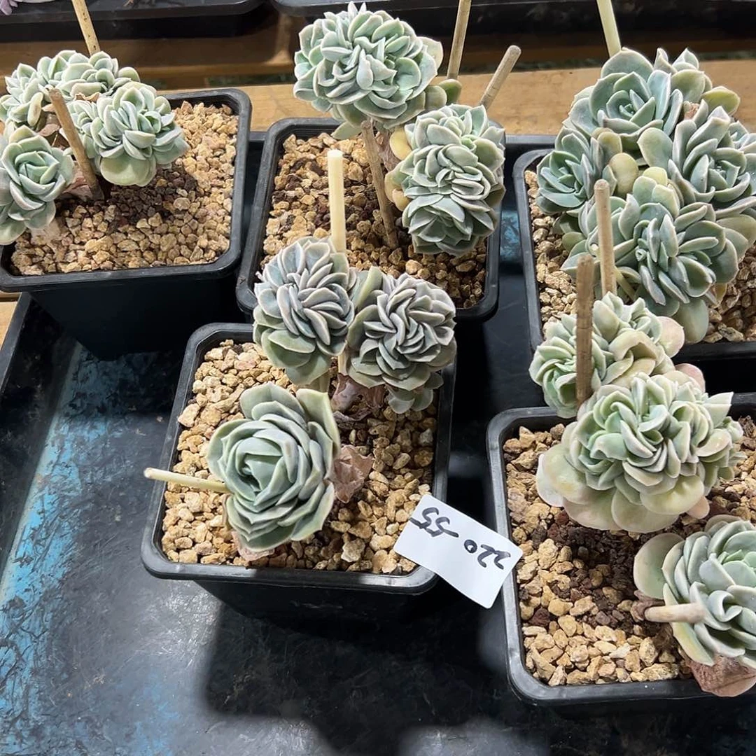 220-55可爱玫瑰缀化多肉随机