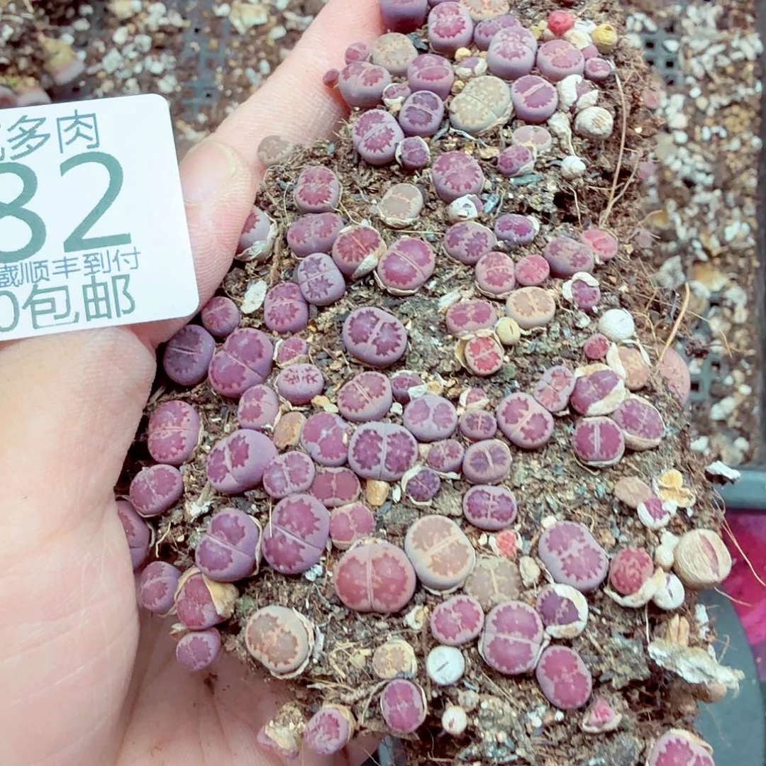 谷***～这个点吃晚饭真的有点晕182