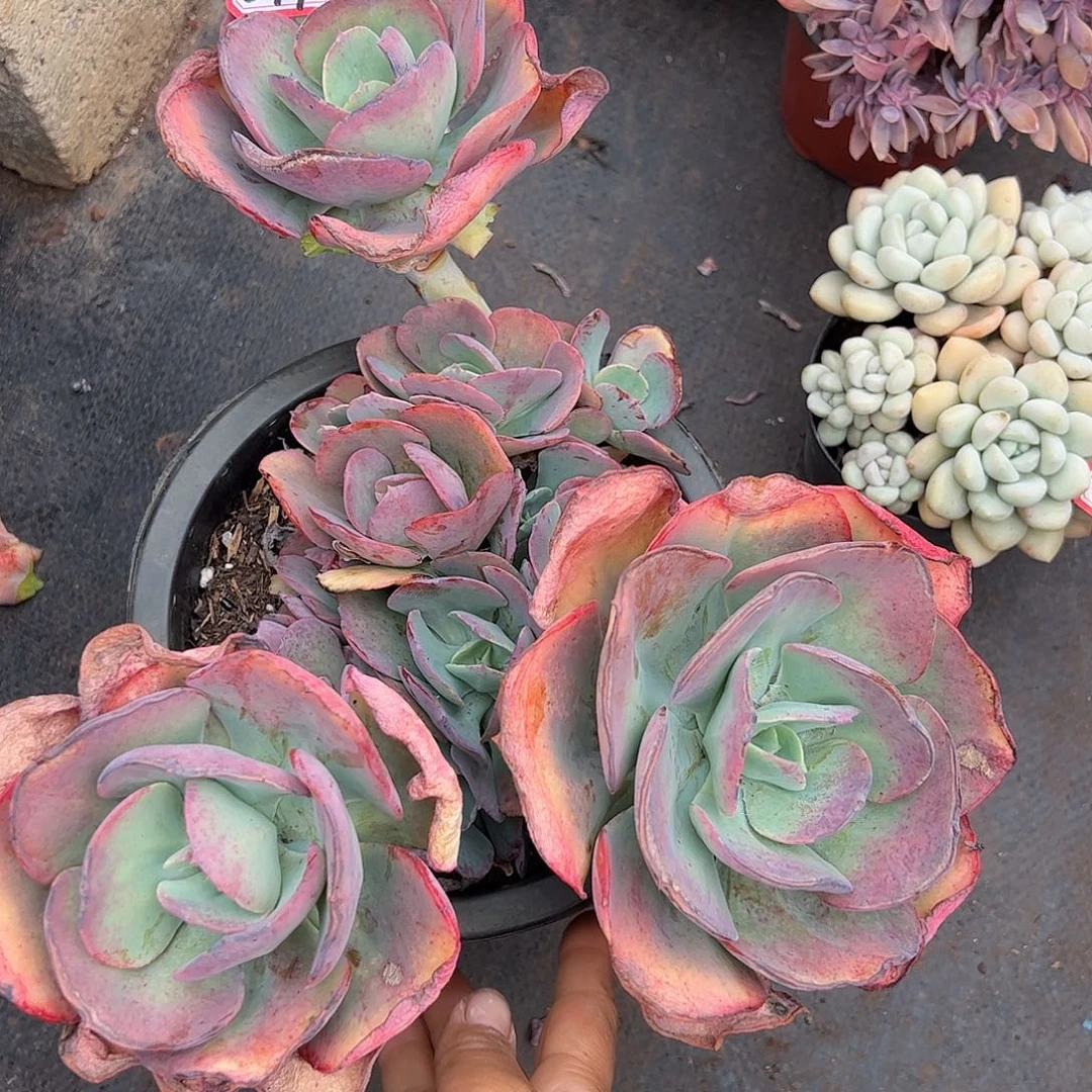 399号沙琪玛，一物一拍