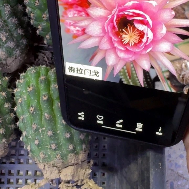 26毛佛拉门戈根6公分左右脱土发货，20包邮