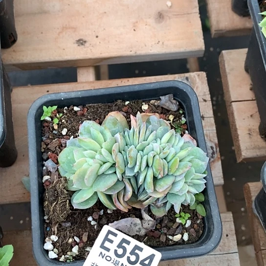 白凤缀化554 退款拉黑需要延时发货