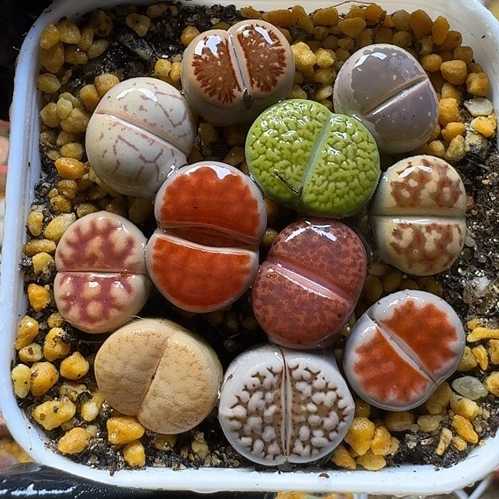 生石花1111111。   215