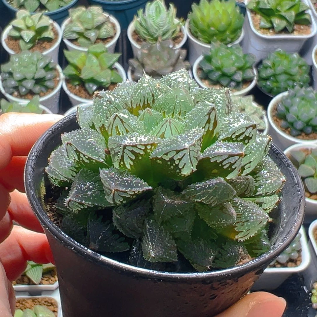 万象盆魔刺寿多肉多肉多肉