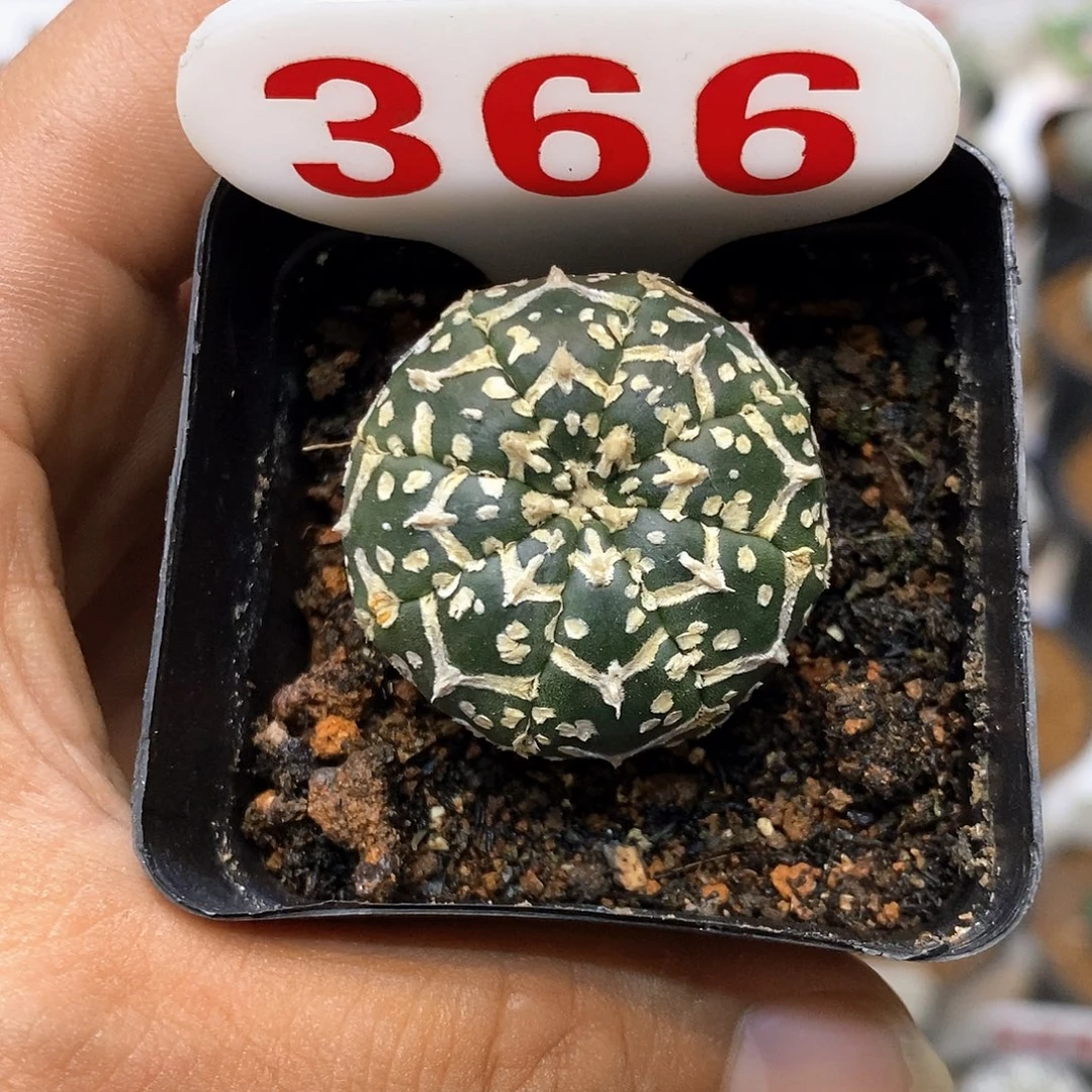 366福利特价来了哦亲测