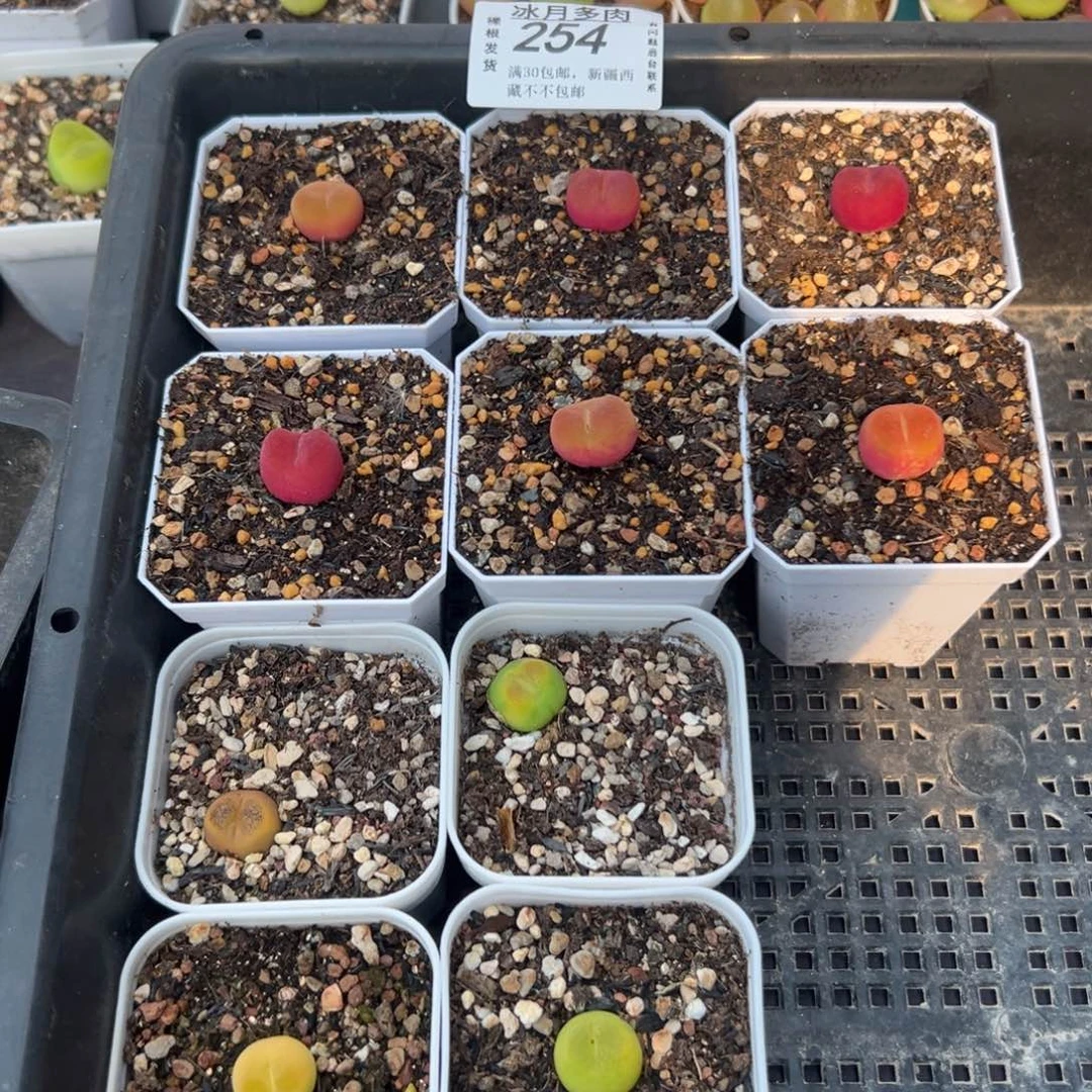 254蟠桃和欧泡带盆土