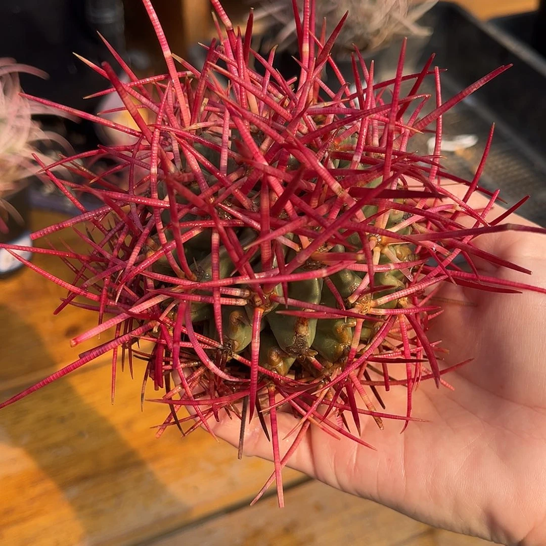 优选产地龙冠，红密刺