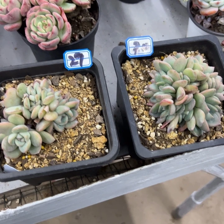 青****一物一拍泡芙多肉2930