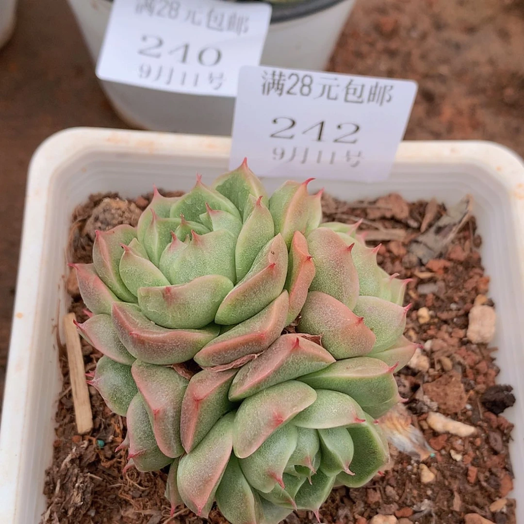 【闪购商品】云242号