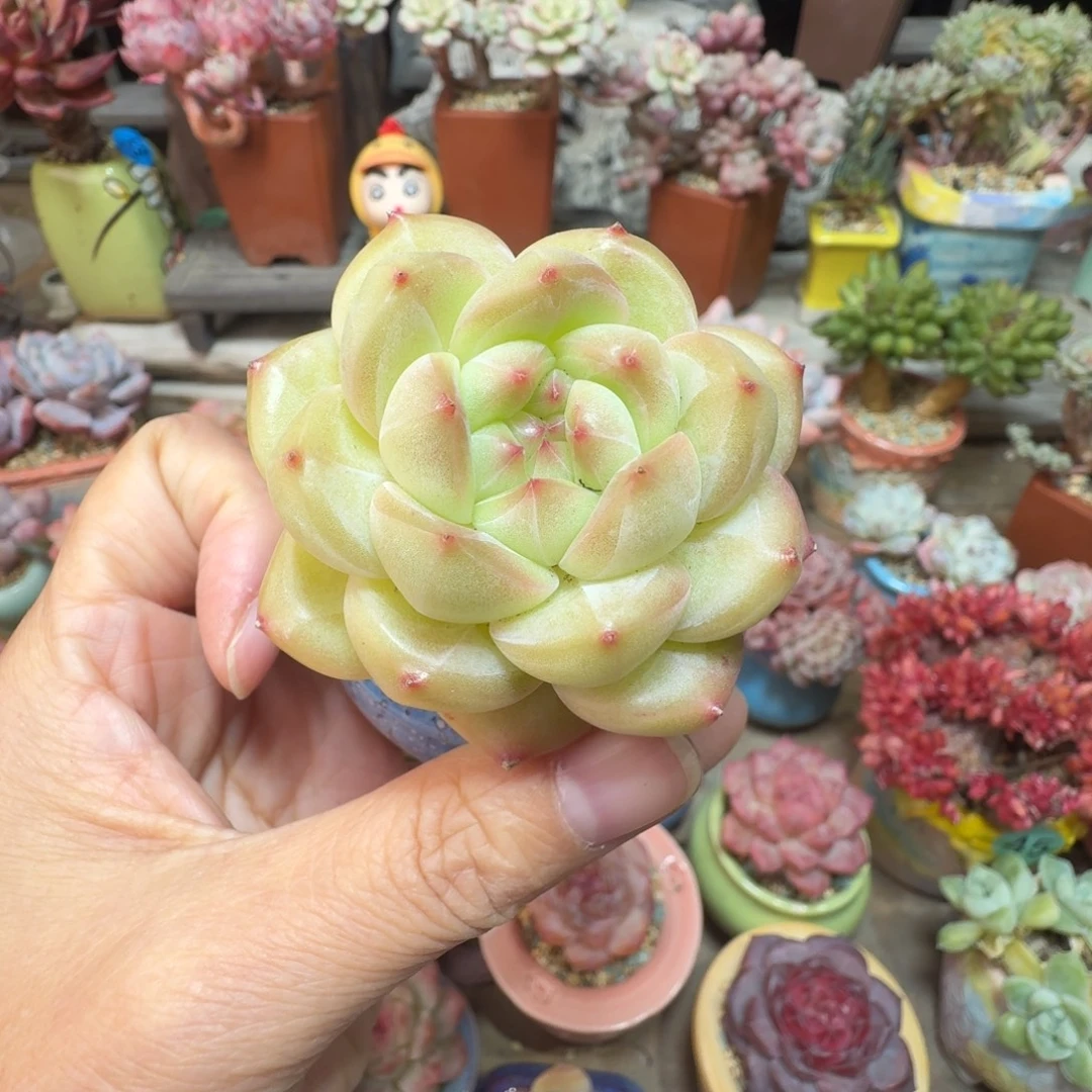 肥肥珍妮 多肉含盆土 一物一拍