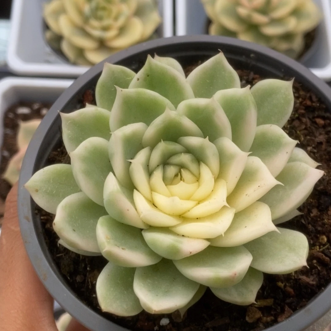 004白瓷麦杆锦锦锦锦锦