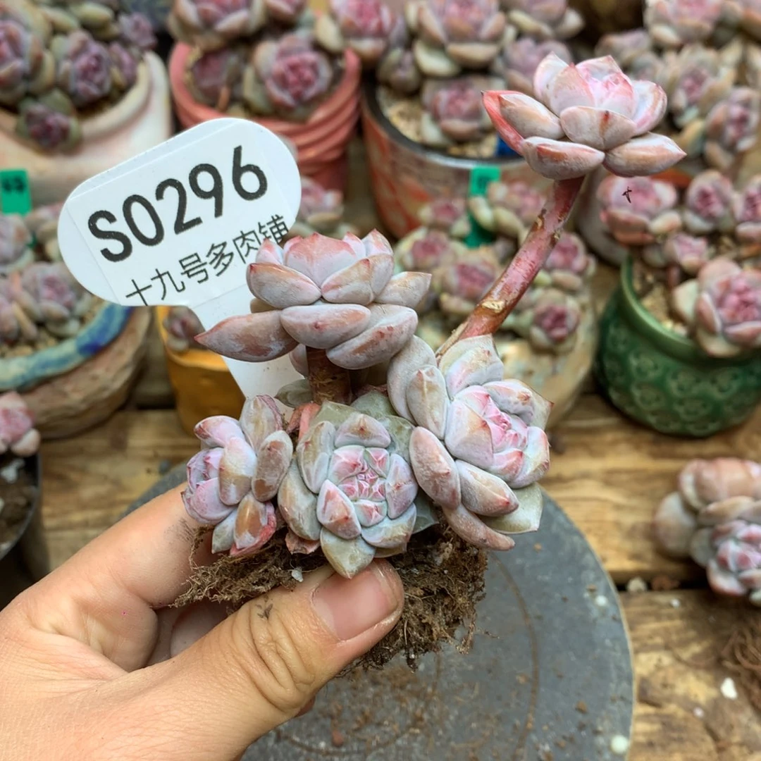 S0296 突尼斯飘枝6头