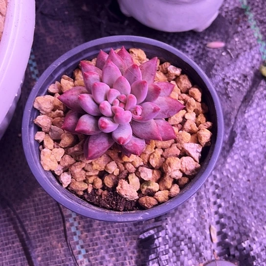 廖*我是第一百个为妖刀应援的阴阳师