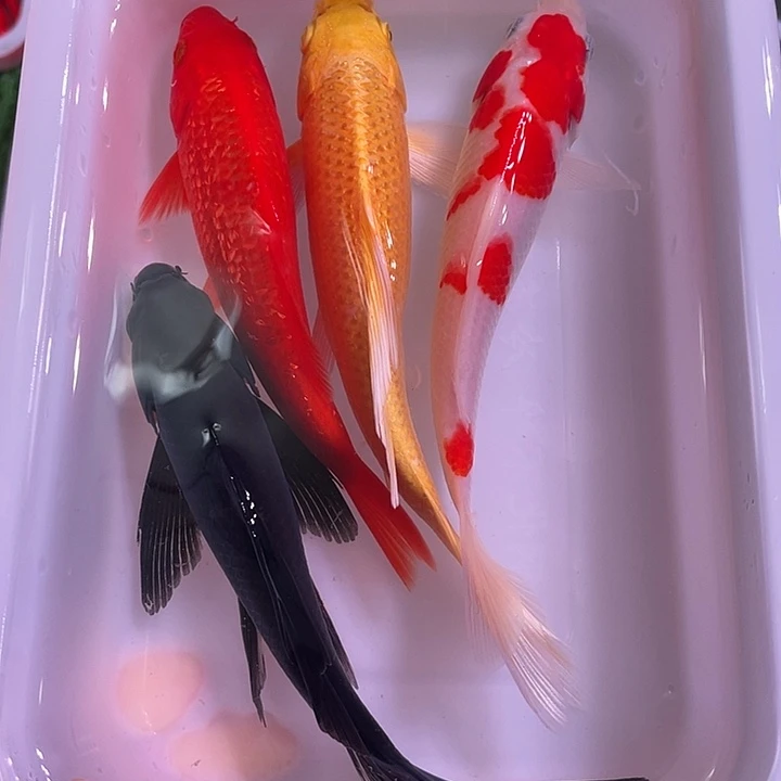 锦鲤四条装锦鲤鱼