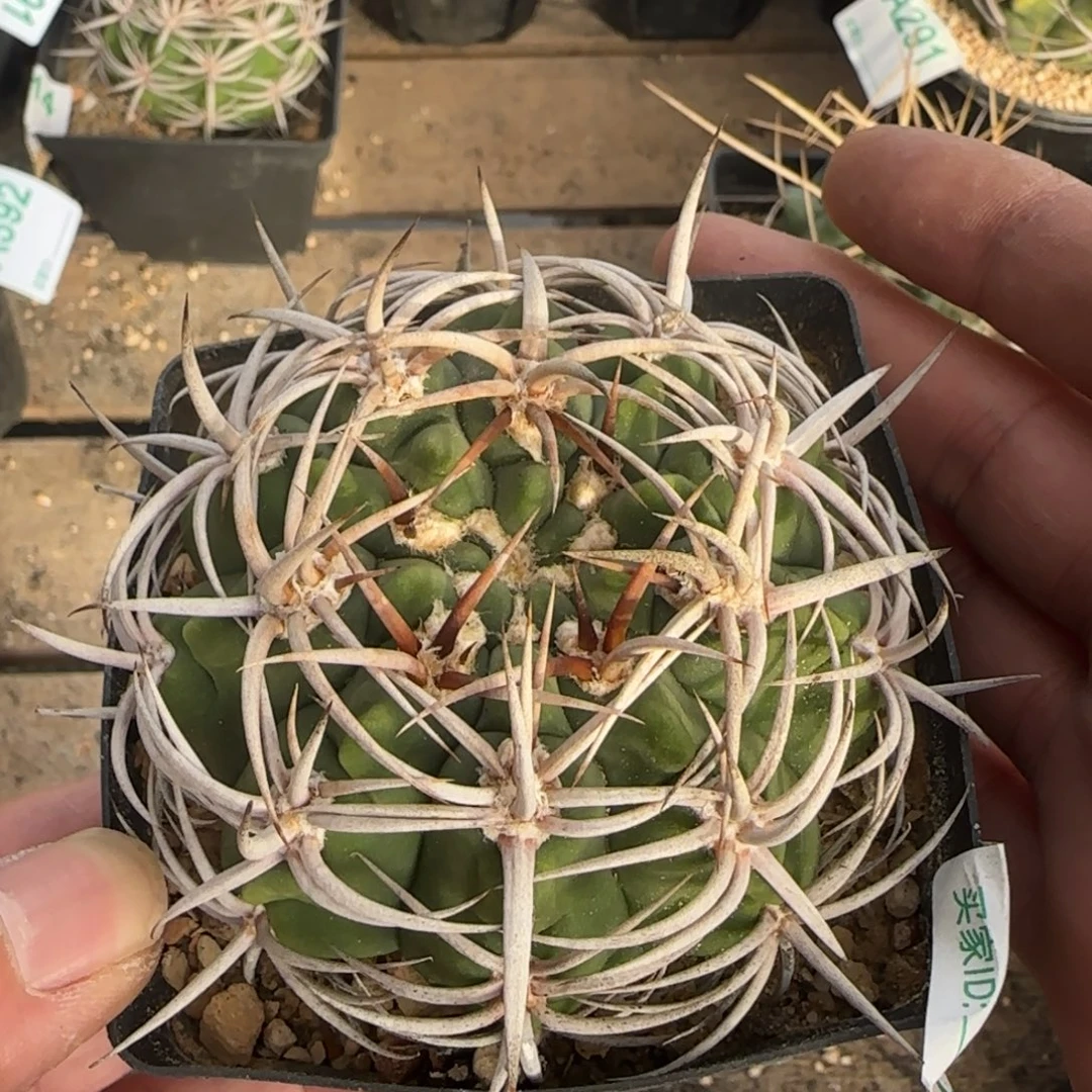 碧言玉 实生仙人球280
