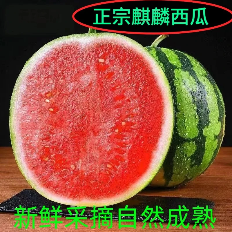 【麒麟西瓜】头茬云南麒麟西瓜现摘8424美都瓜脆甜多汁新鲜水果