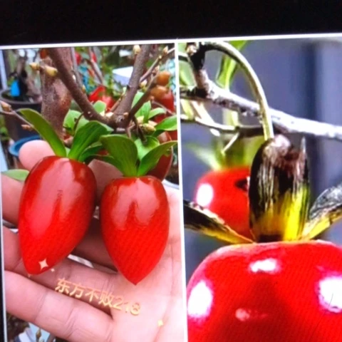 无花朵扦插柿右加218