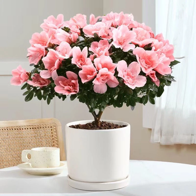 比利时杜鹃花小桃红四季开花粉色精品室内办公室花卉盆栽