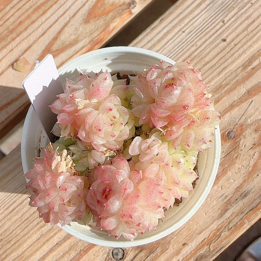1128-135（芳菲）优选
