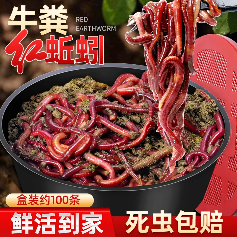 蚯蚓活饵鲜活红虫垂钓鱼饵料鲫鱼鲤鱼野钓黑坑鱼料打窝料鱼食通杀