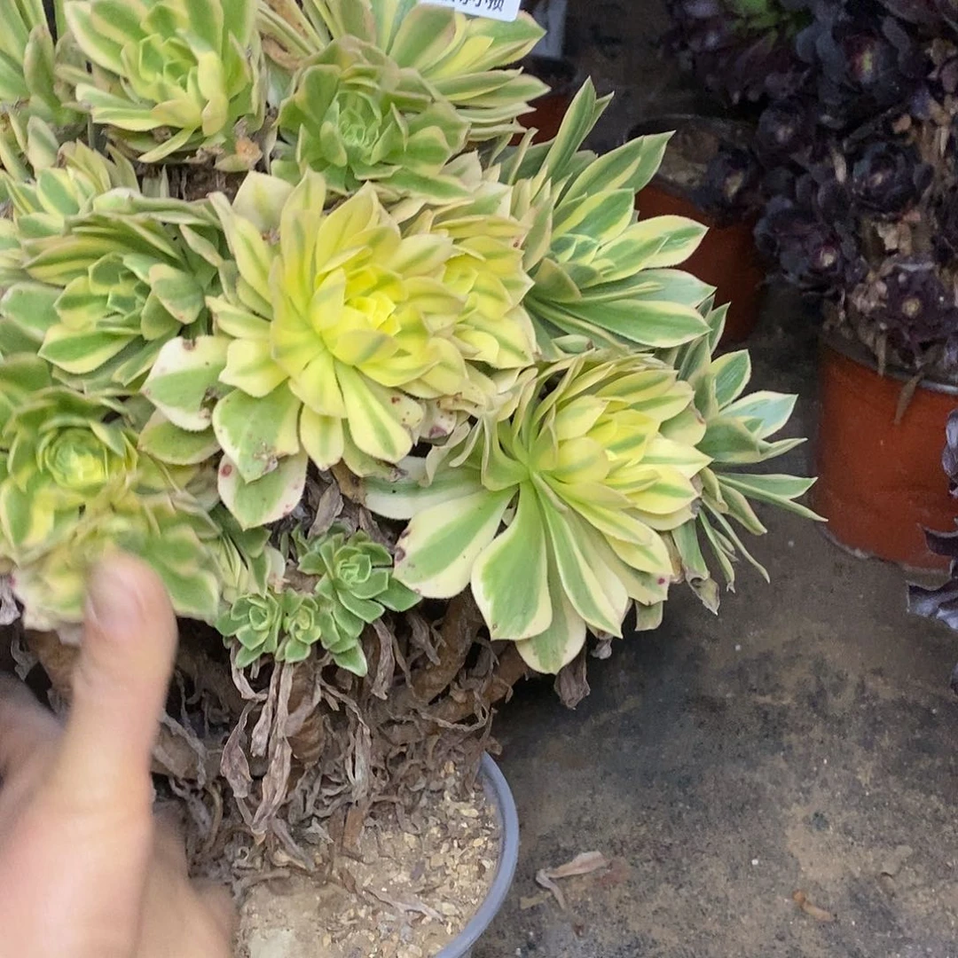 058艳凝老桩多肉法师锦