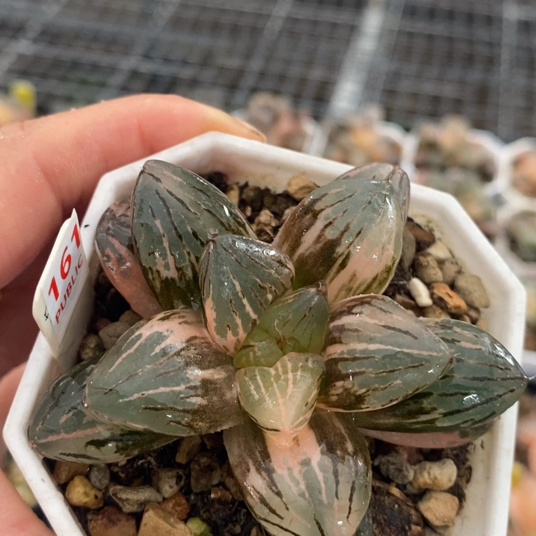 161玉潭寿锦十二卷