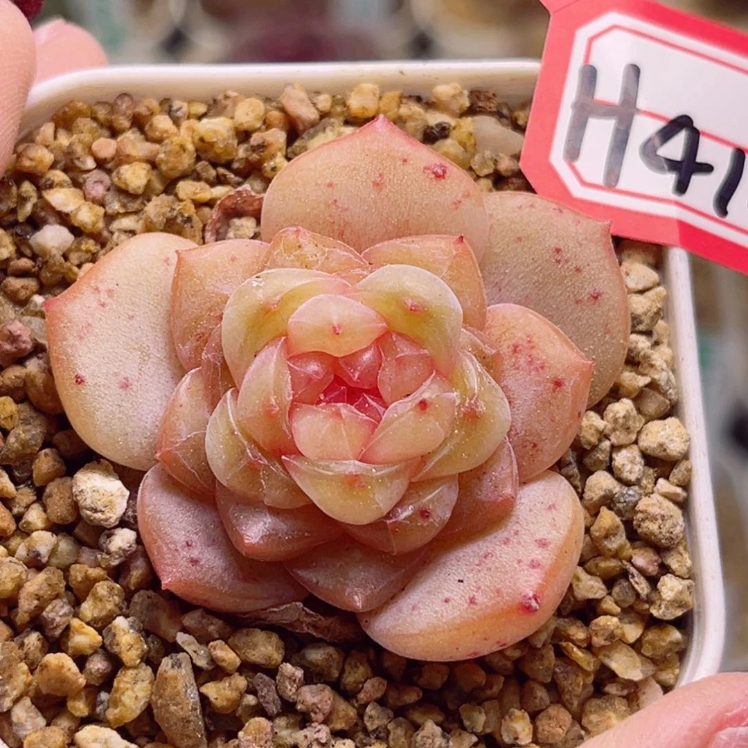 H412一物一拍 风花雪月