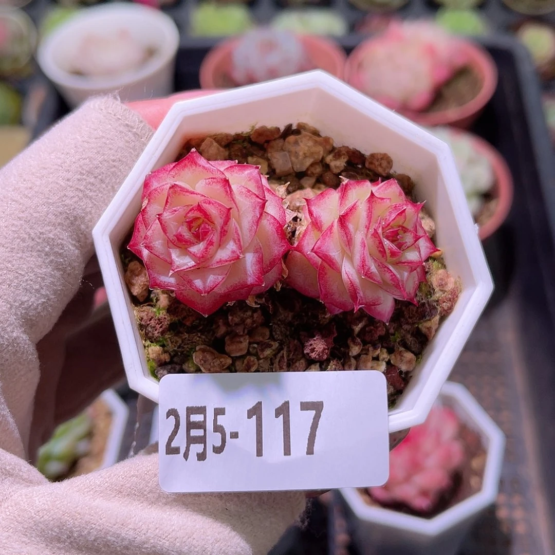 花利美5-117女王不包整