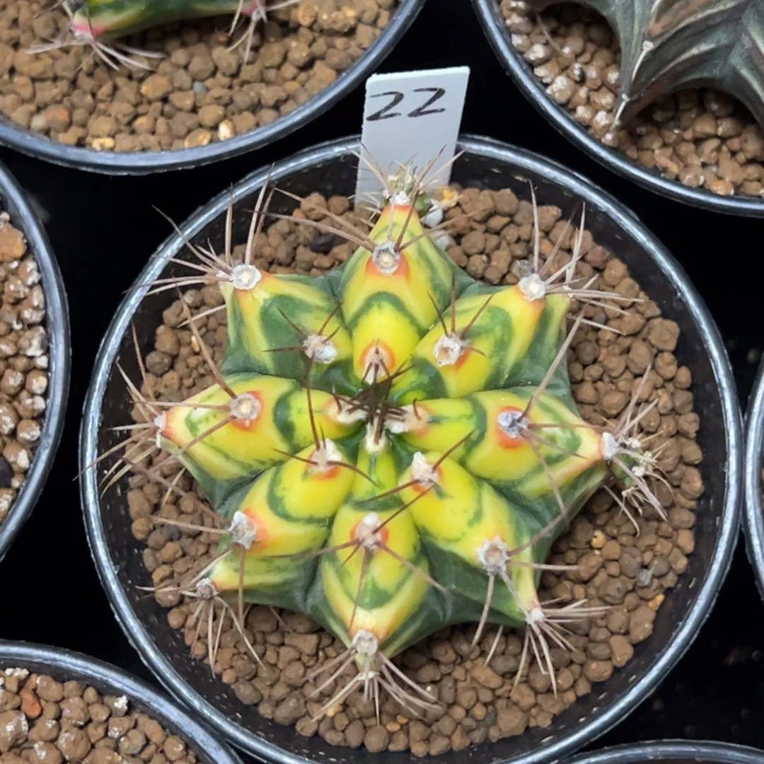 花田侧芽自根带盆土发货22