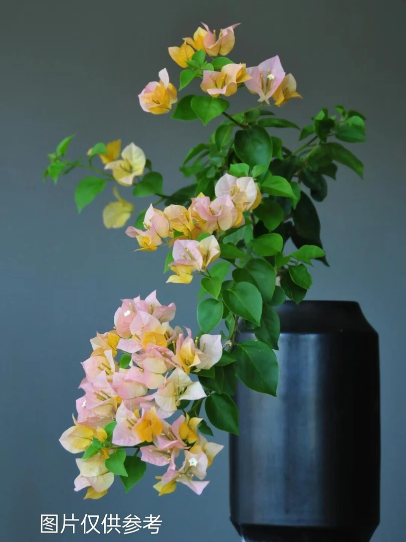 【金色光辉】【包对版】三角梅四季勤花爬藤垂吊盆栽（无售后）