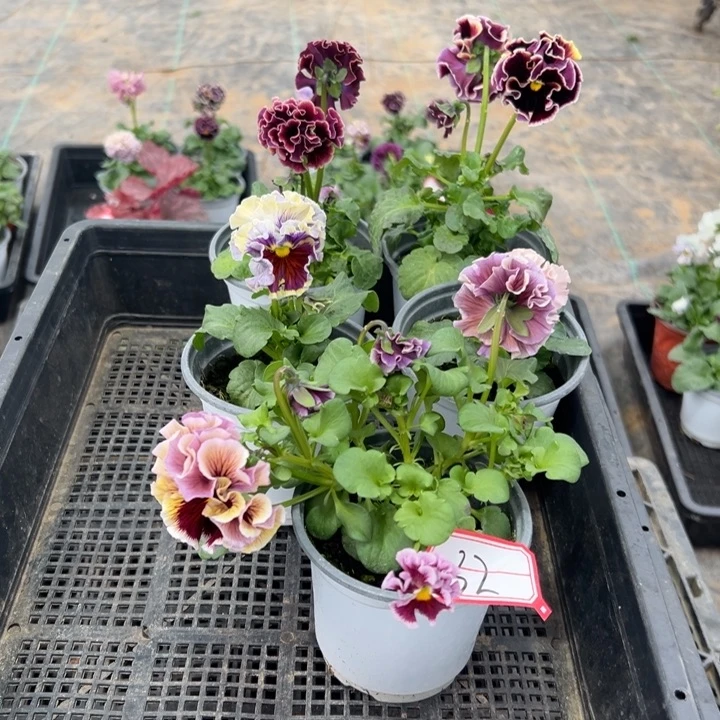 完全开放5盆角瑾32号无售后