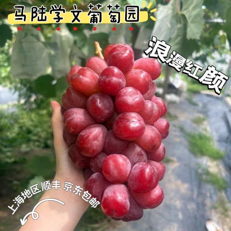 马陆学文葡萄园 浪漫红颜 现采现摘现发 上海地区包邮