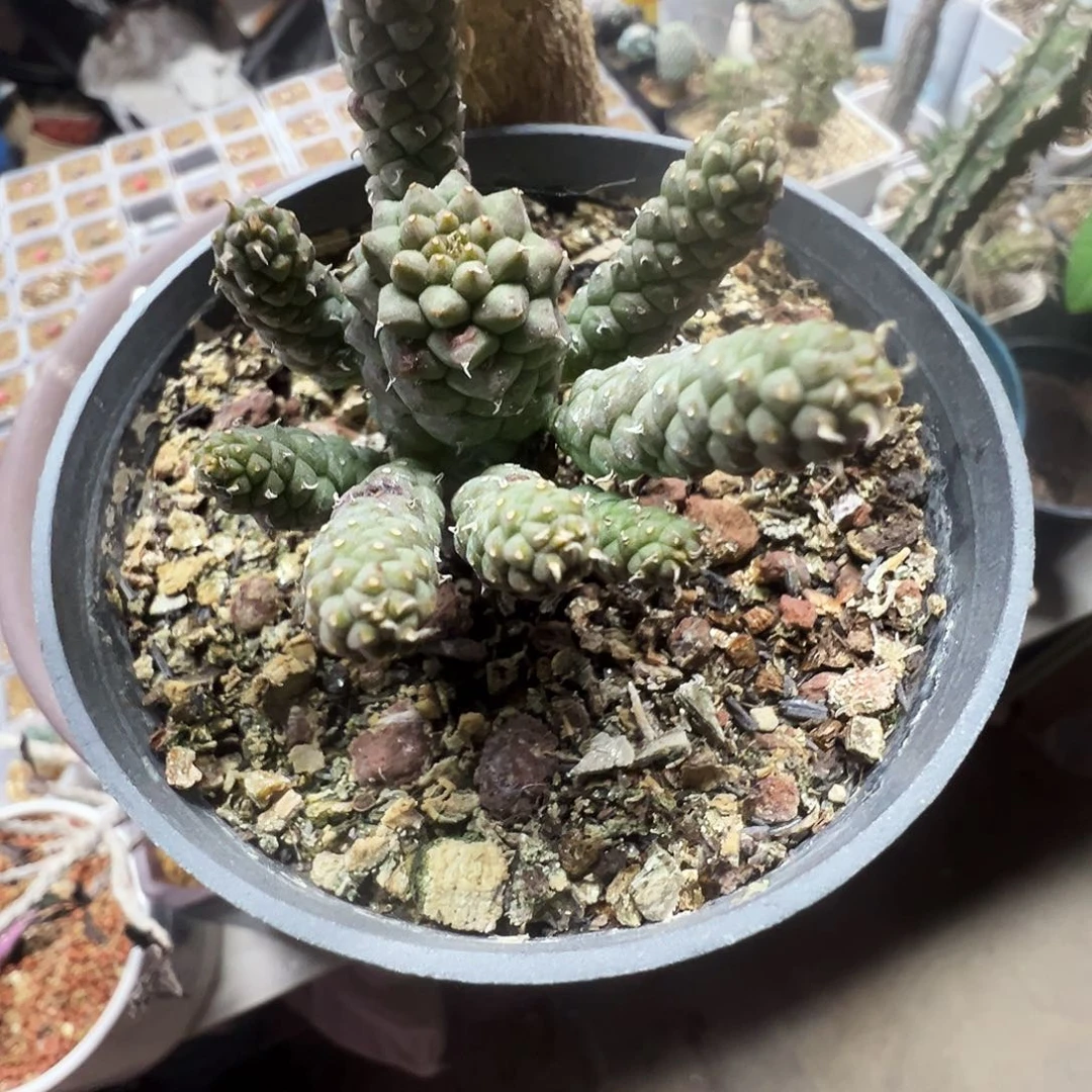 大戟带盆发货不脱土