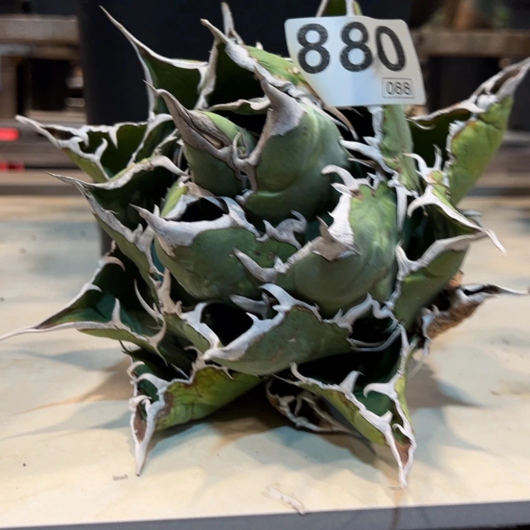 握***风88龙舌兰植物脱土发货植物