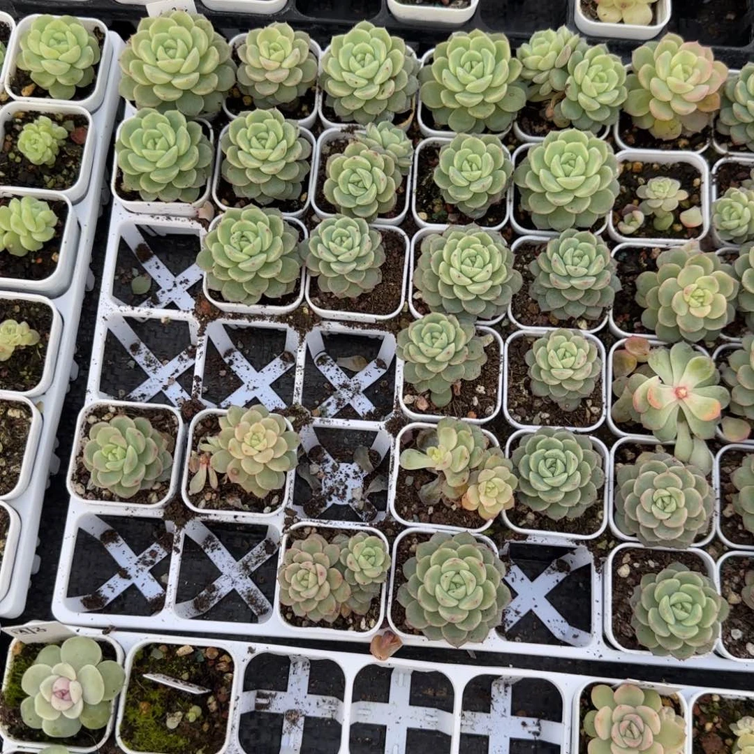 秋月盆5床2个满25包邮