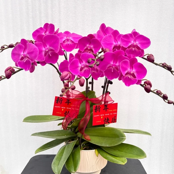 国之兰[红辣椒] 经典款红色的蝴蝶兰室内花卉 基地直发