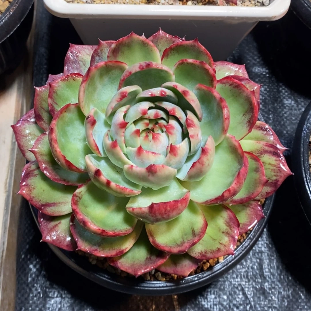 惊鸿仙子一物一拍