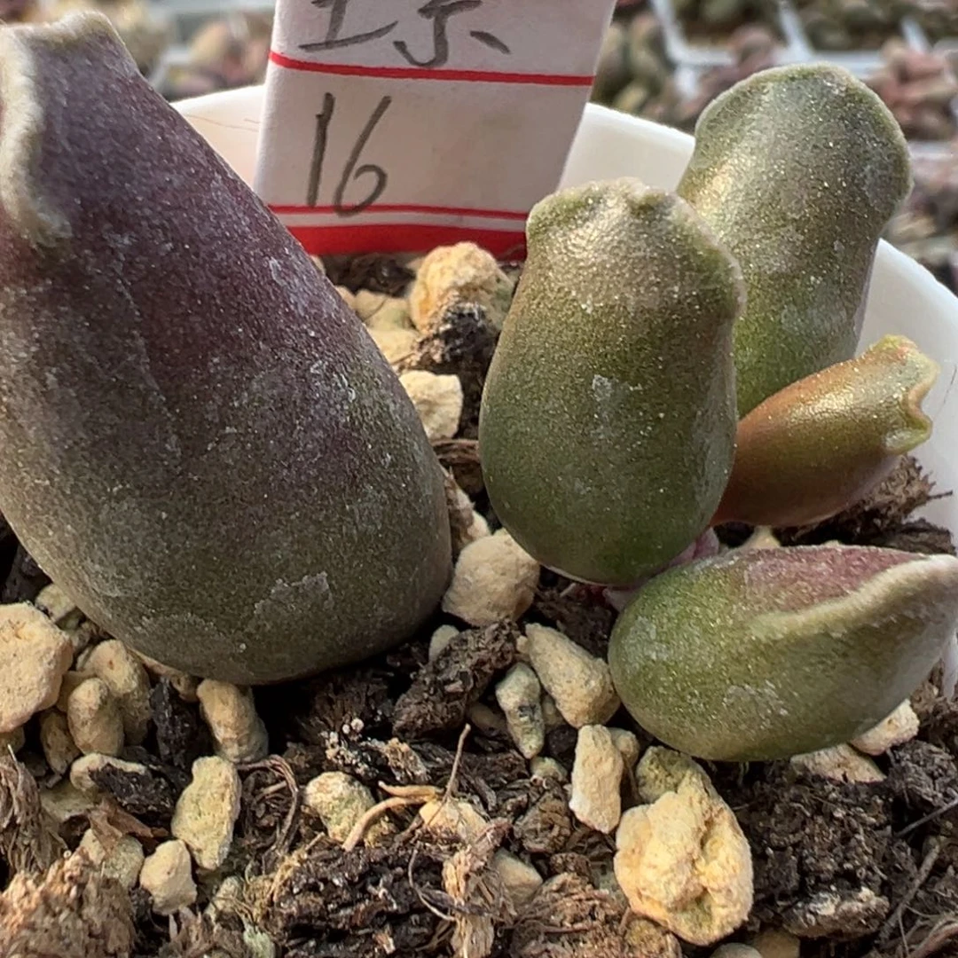全紫海豹多肉植物水泡