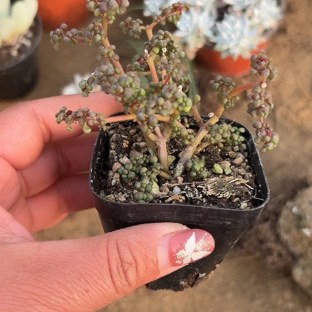 多肉植物多肉植物