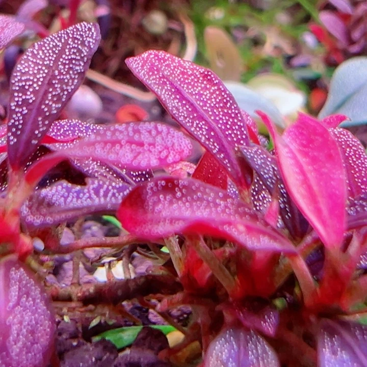 福利3号福利价一头植物