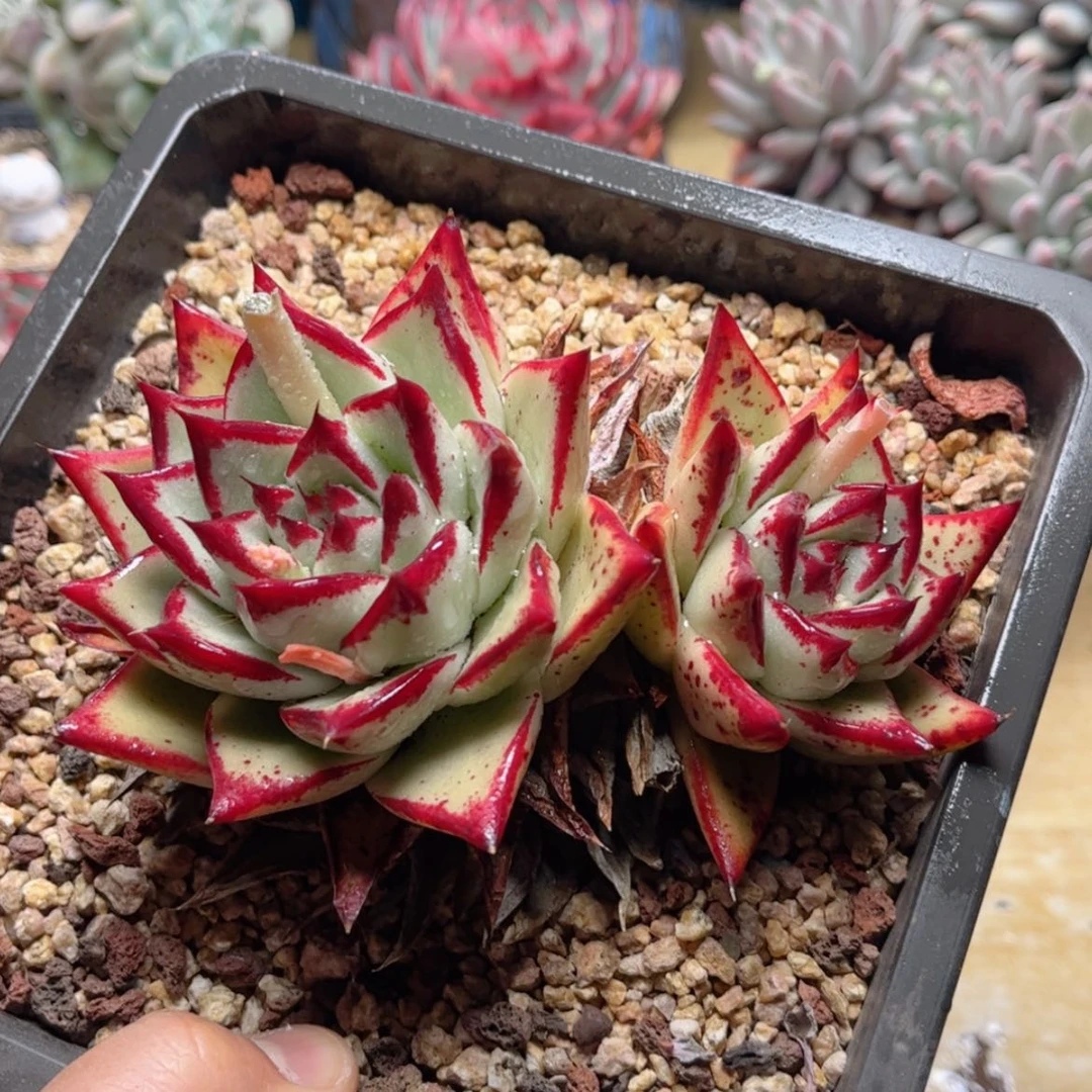 【闪购商品】2792乌木