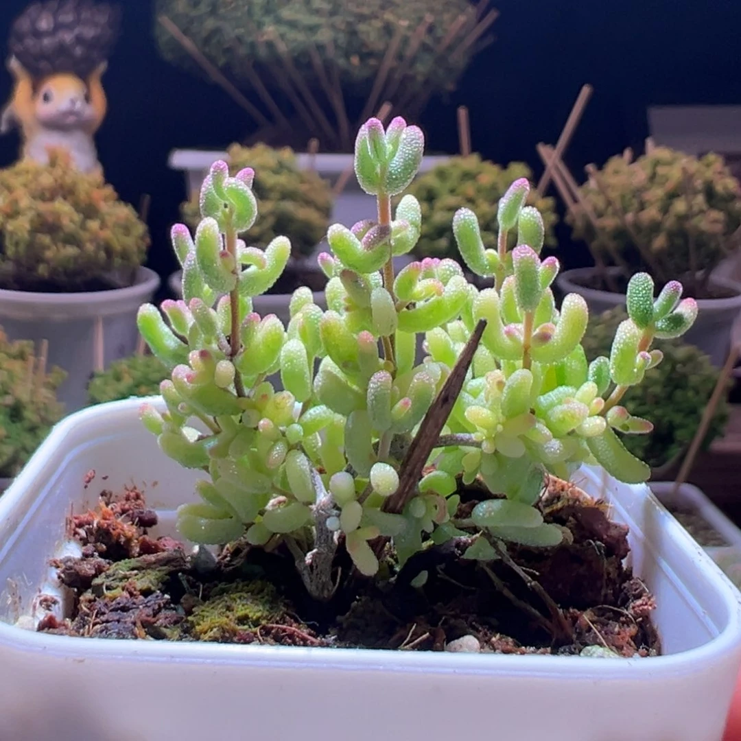 521米粒锦一物一拍带盆土发货