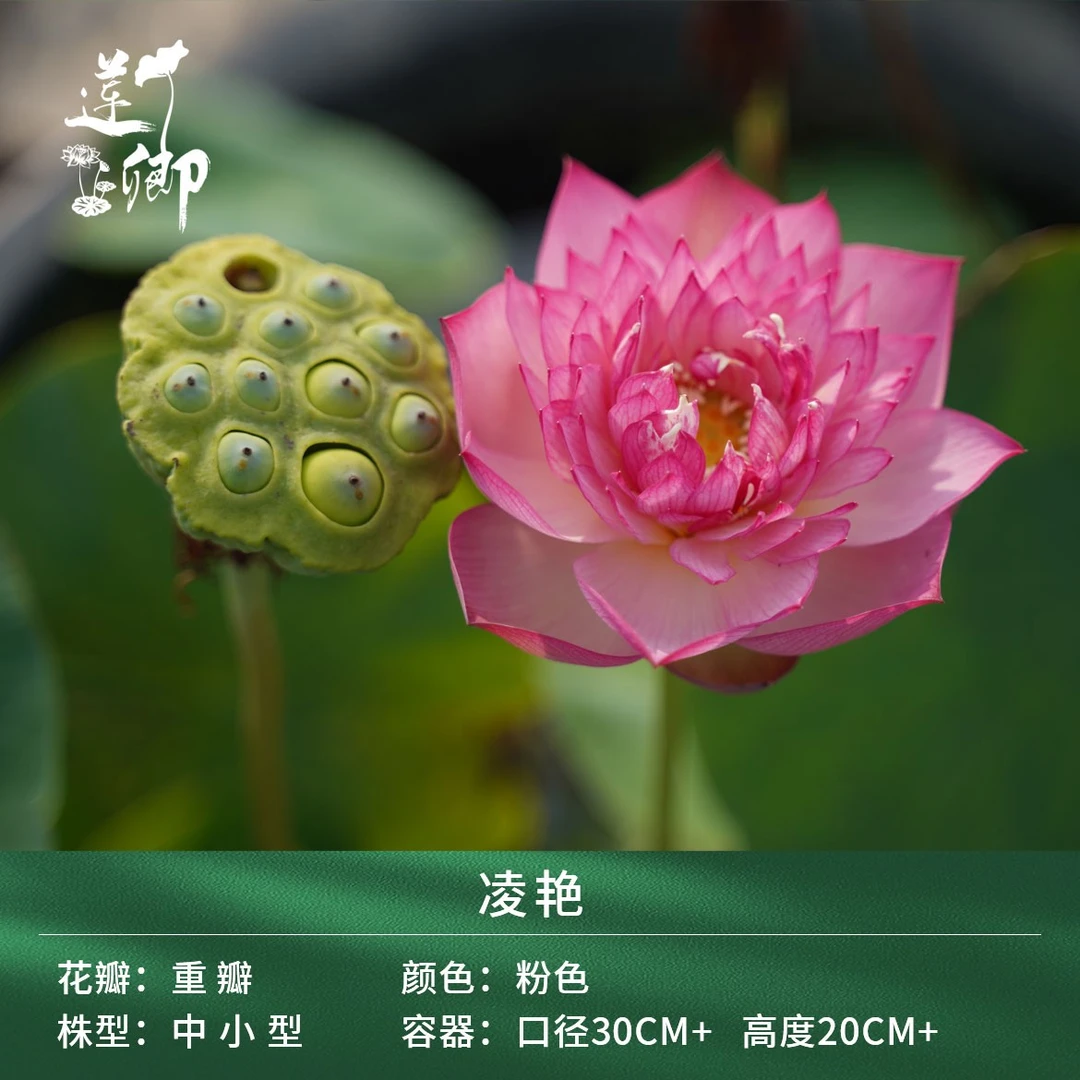 【凌艳】（莲卿）中型粉红色重瓣荷花阳台盆栽露台种藕根茎苗