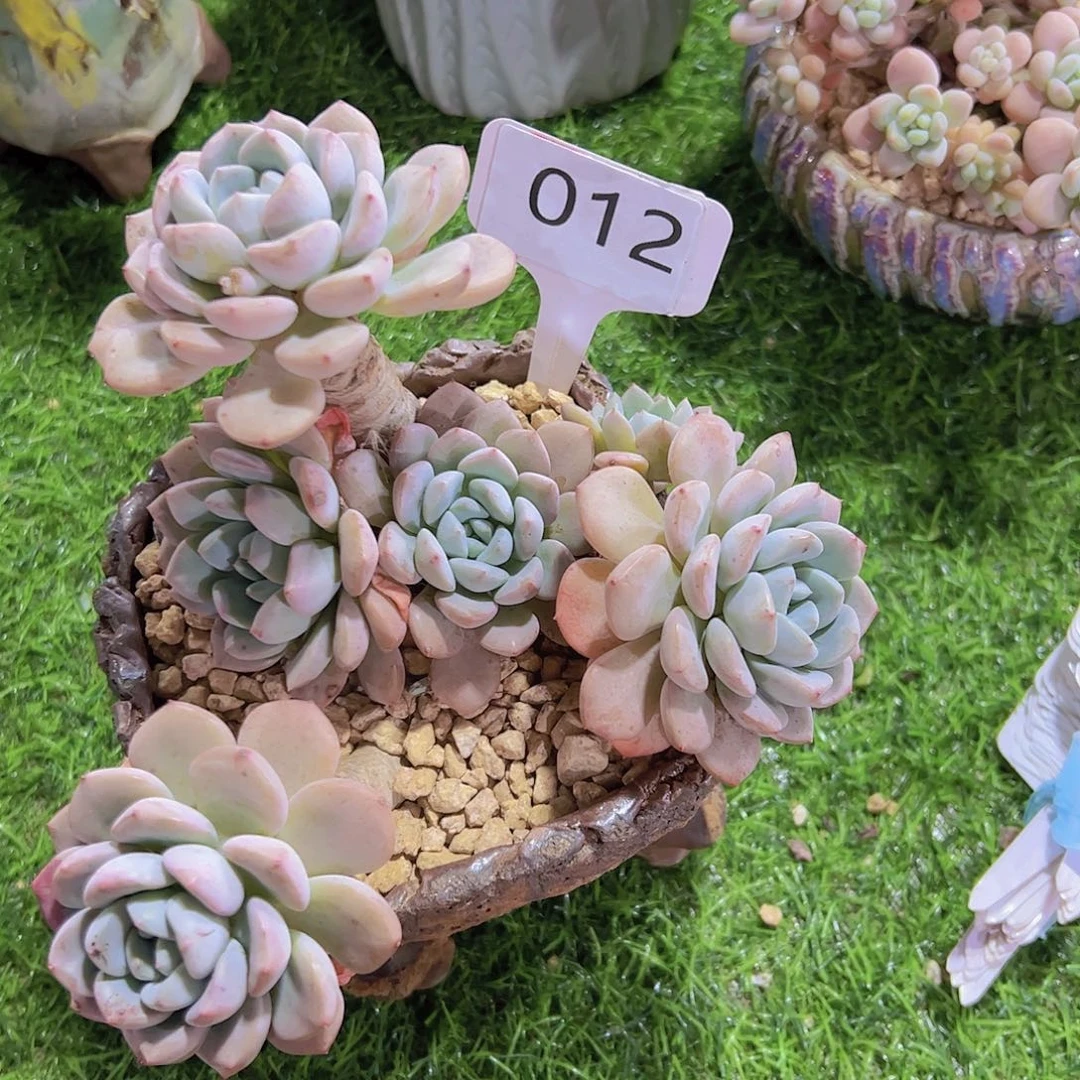 忘*訫012白鹭25元元元