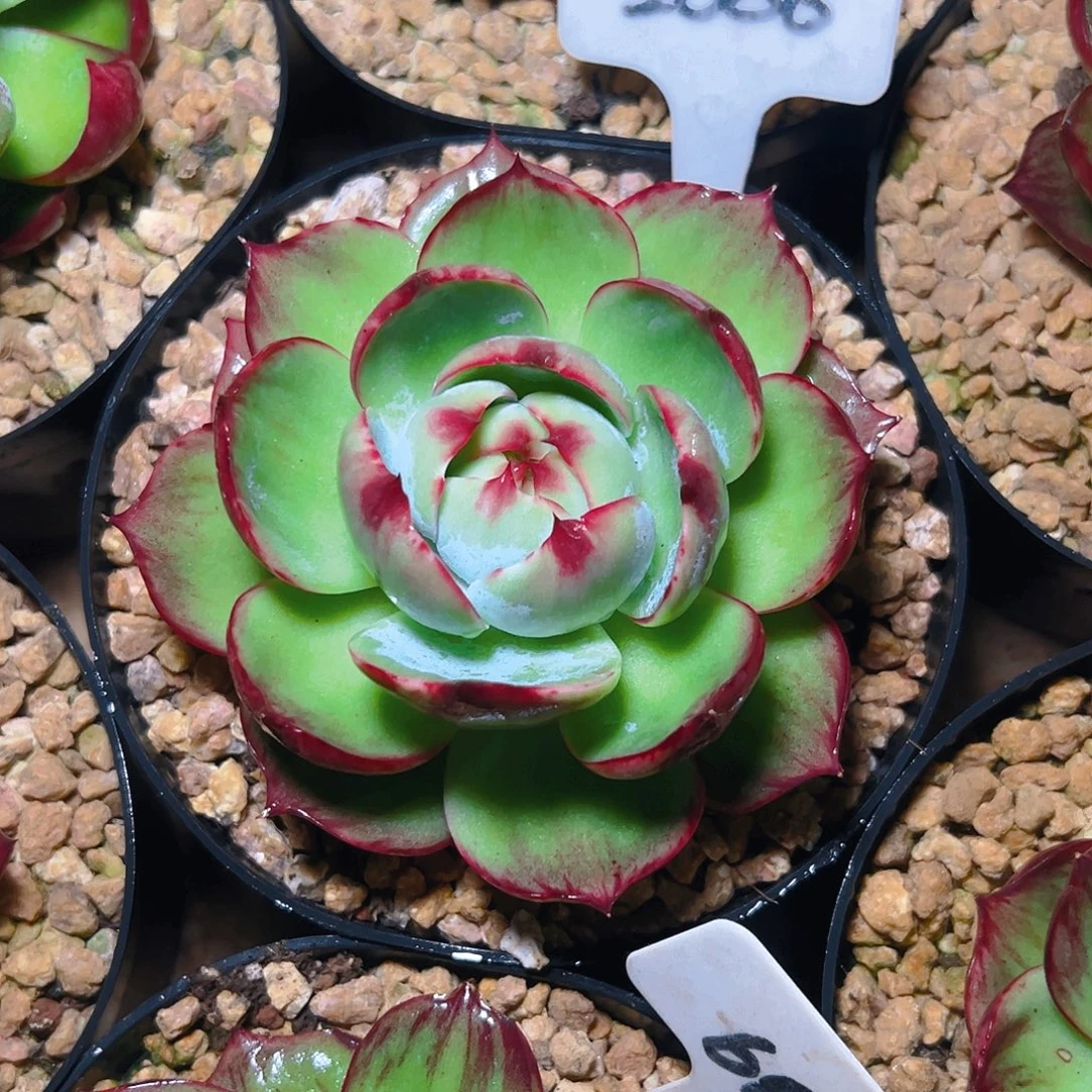 晨***晨惊鸿仙子一物一拍2006号