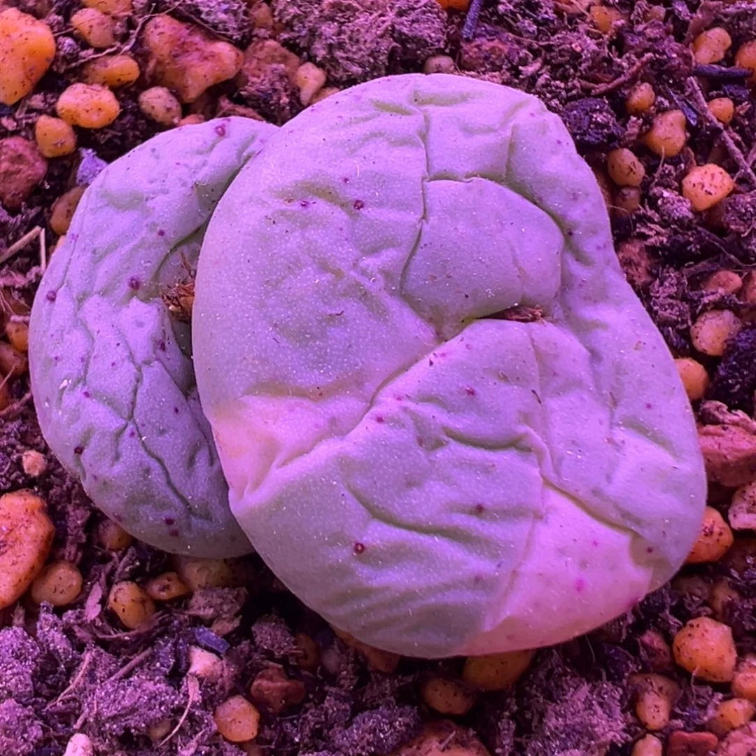 阿尔卑斯薄荷糖饼锦 肉锥植物