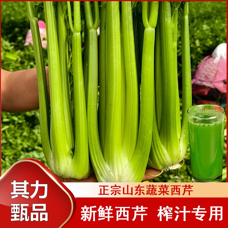 当天采摘/榨汁西芹新鲜当季芹菜凉拌热炒营养丰富健康新鲜现发